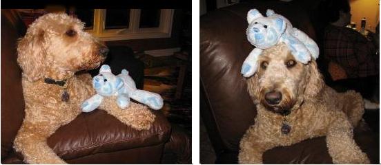 Dog toy teddy bear sewing pattern - Pauline McArthur