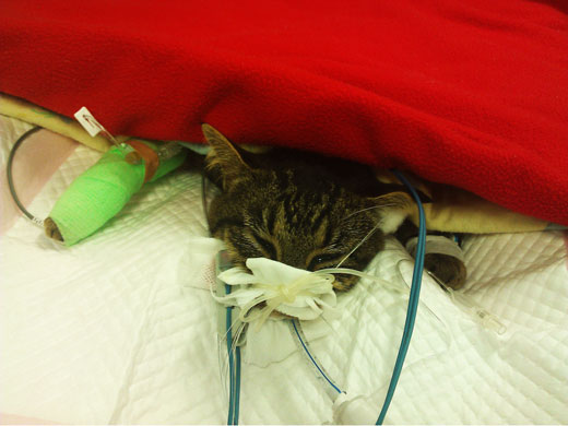 Cat in ICU - Australian brown snake bite