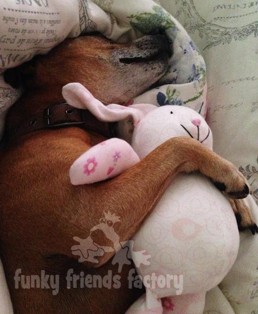 Baby Bunny dog toy