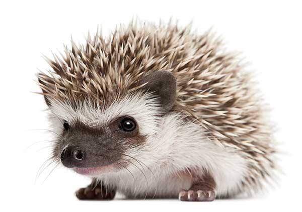 hedgehog adorable