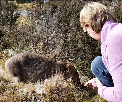 Pauline McArthur - Wombat in the wild