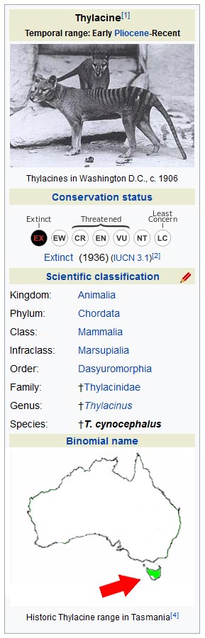 Tasmanian Tiger - Thylacine